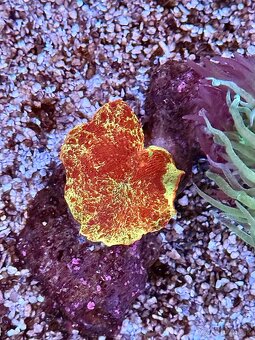 Discosoma Eclectus Jawbreaker mushroom - 3