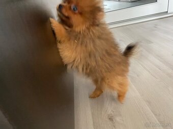 Predam mini pomeranian - 3