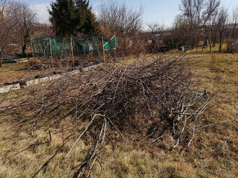Haluze z Jabloň,Višňa,Hruška,Slivka a Marhuľa. - 3