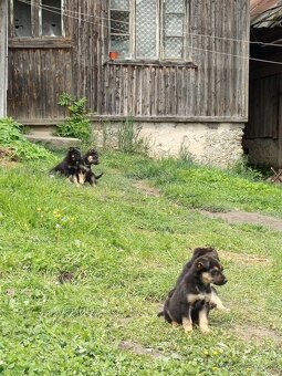 Šteňatá Vlciaka krizenci - 3