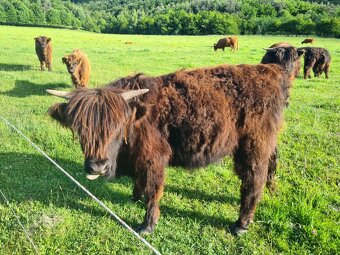 Predám škótsky dobytok - highland - 3
