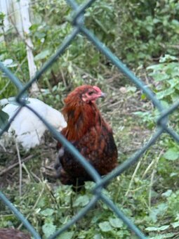 Predam araucana kohutov - 3