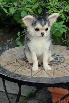 Šteniatko čivava s PP - 3