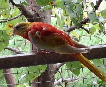 Neoféma tyrkysová zlatožltý opalín - 3