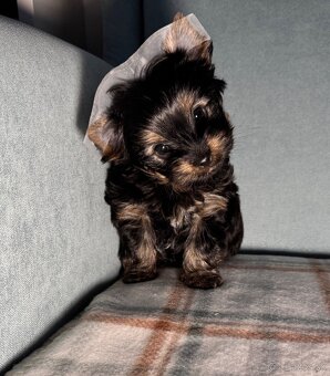 York,Yorkshirsky terier s PP ,jorkšír,jork - 3