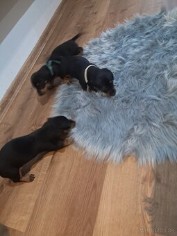 Predám jazvečikov - 3