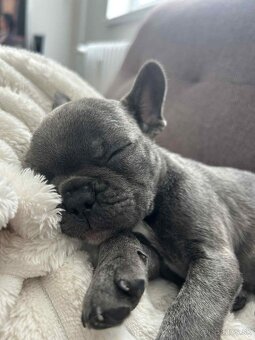 Šteniatko francúzsky buldoček - 3