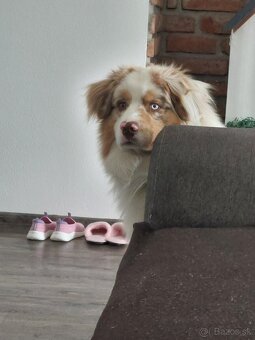 Austrálsky ovčiak s PP - 3