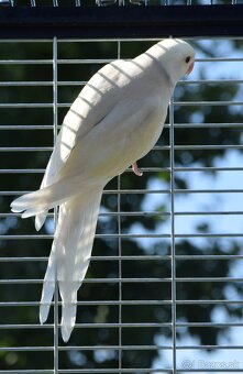 Alexander maly 2025 - 3