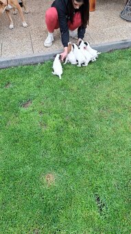 Jack russell terier - 3