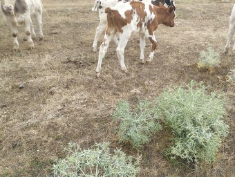Holstein býk - 3