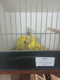 Výstavné andulky -predám. - 3