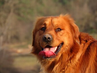 Zlatý retriever na krytie - 3