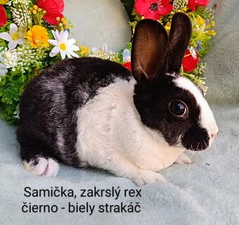 Zakrslé ( zdrobnené) rexy s VP samičky, samčekovia - 3
