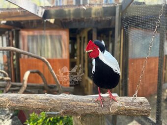 Na predaj Bažant strieborný - 3