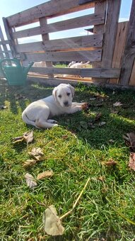 Šteňatá labrador čistokrvný - 3