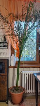 25 ročná  ďatlová palma - 3