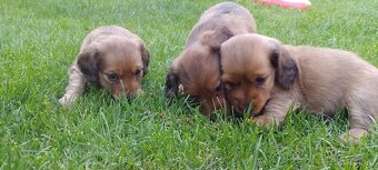 Jazvečík dlhosrsty štandard - 3