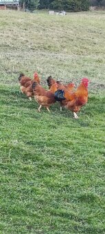 Predám kohúta Hempšir - 3