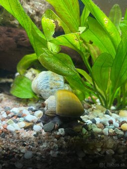 slimaky kotulky vežovky - 3