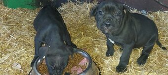 Bandog x - 3