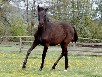 kobylka po appaloosa - 3