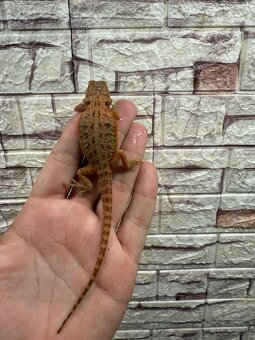 Agama Bradatá - 3