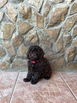 Pudel toy - 3