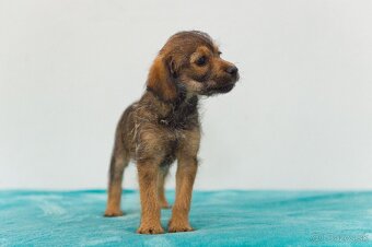 krížence toy pudlika - 3