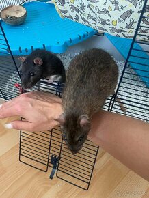 Domáci milačikovia potkany - 3