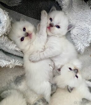 Mačiatka ragdoll na predaj - 3