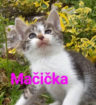 Darujeme mačiatka - 3
