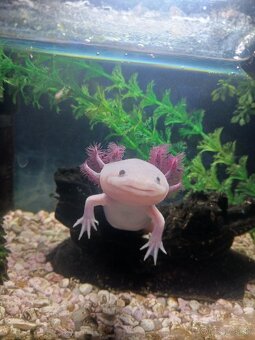 axolotl - 3