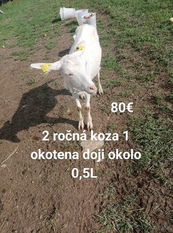Kozy - 3