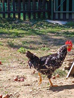 Vlaška Exchequer - 3