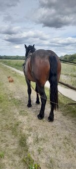 Predam kobylu - 3