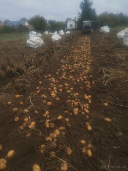 Predám zemiaky - 3