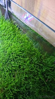 Taiwan moss mach do akvaria - 3