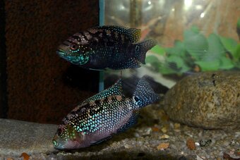 Rocio octofasciata - Kančík perleťový - 3