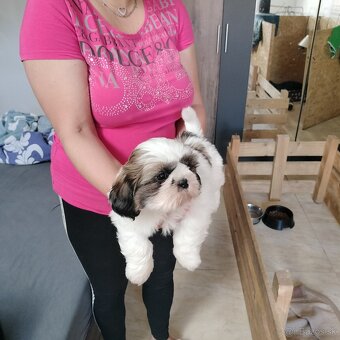 Šteniatko Shih-tzu (shih tzu, shihtzu) - 3