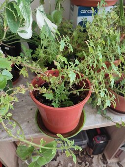 Predám Migrénovník - 3