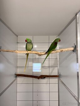 Alexander veľký - pár - 3