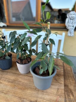 Ficus benjamina - Fikus benjamín / Variegata - 3