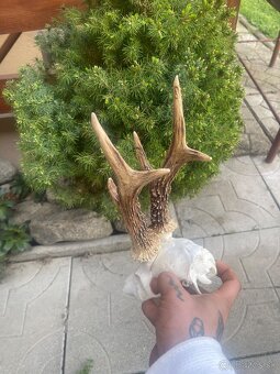 Trofej ,srnec ,parohy ,parozie - 3