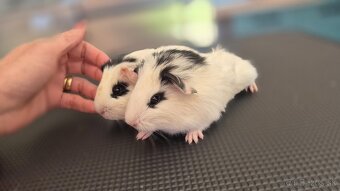 Dve samičky hladkosrsté morča hladaju domov - 3