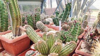 Mrazuvzdorné kaktusy - 3