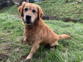Zlaty retriever - Krytie - 3