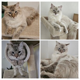 Ragdoll kocúrik - 3