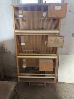 Chovné boxi - 3
