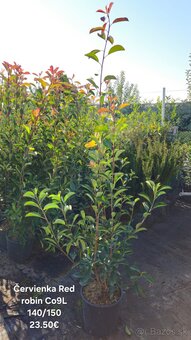 ČERVIENKA - Photinia - 3